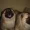D7d39c09565be99dc9ecfcce85585f174044ecfa_thumb