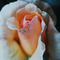 Rose1_thumb
