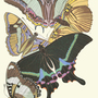 Butterfly1_large