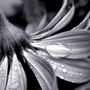 524251857_ead706982c_b_large