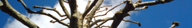 Bolarded_tree_show